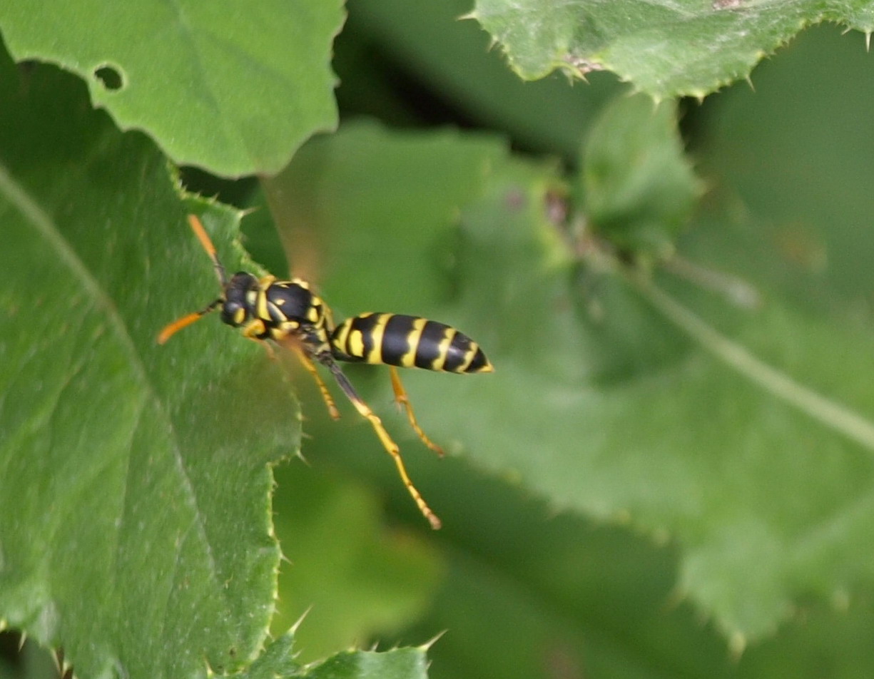 Polistes sp. (Vespidae)