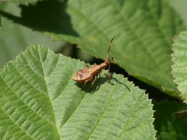 Coreidae: neanide di Coreus marginatus a Crema (CR)