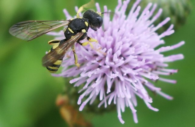 Cerceris sp. (Crabronidae)