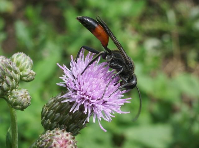 Sphecidae: forse Sphex sp.