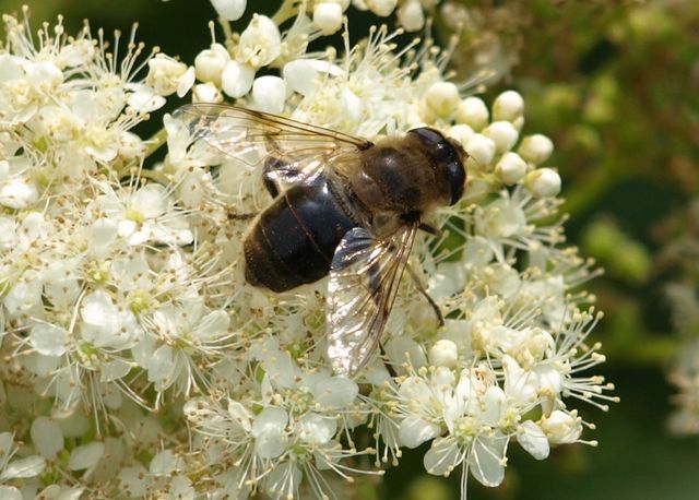 Erastalis tenax F (Syrphidae)