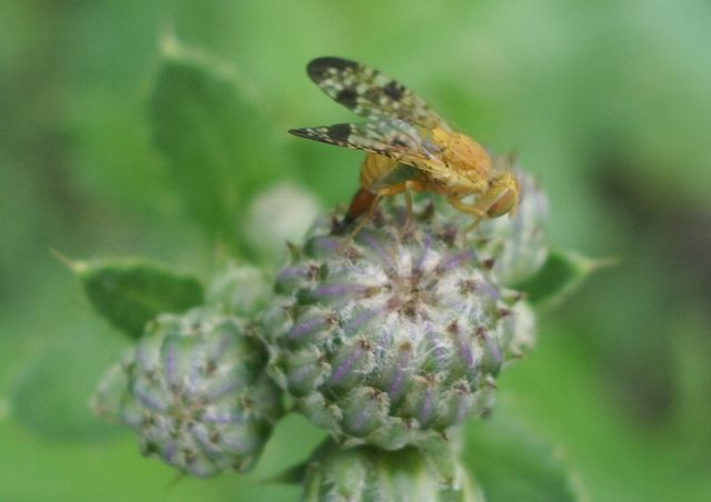 Presunto diptero da identificare
