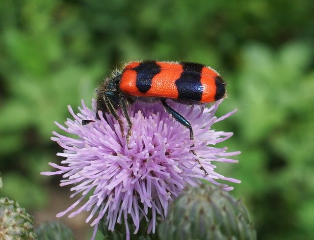 Trichodes apiarius