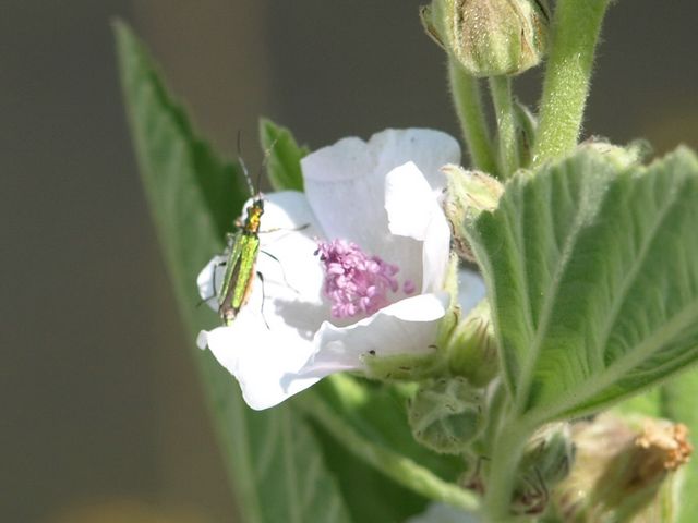 Oedemera? nobilis