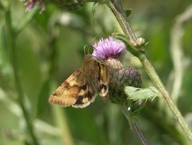 Farfalla  da identificare - Heliothis viriplaca