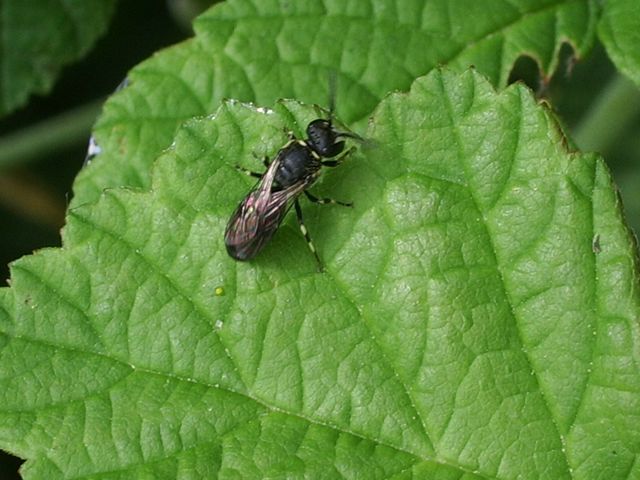 Hylaeus sp.