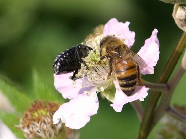 Apis mellifera (Apidae).