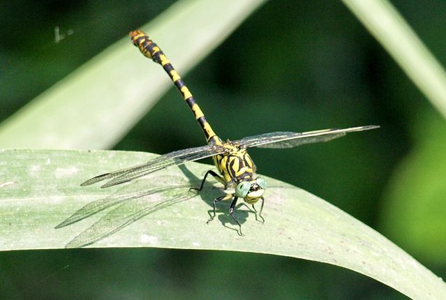 Onychogomphus forcipatus - Gomphidae ?