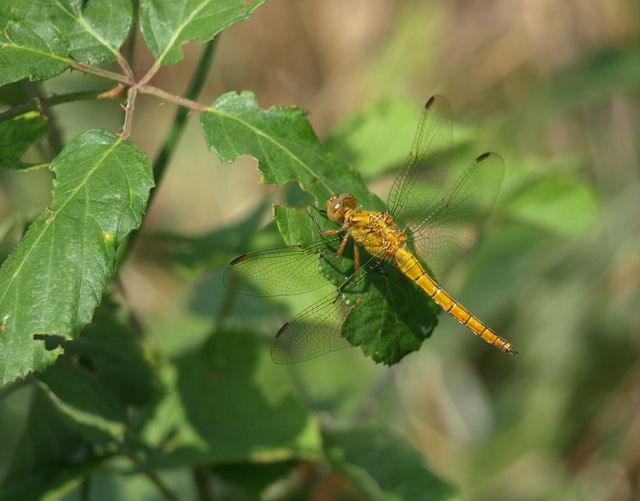 Orthetrum coerulescens maschio neosfarfallato