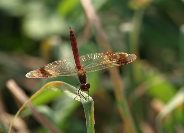 Sympetrum pedemontanum