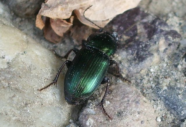 Coleottero verde da identificare: Harpalus