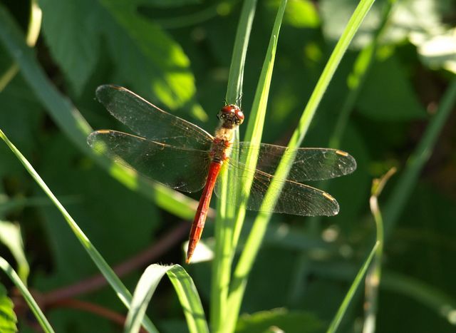 Libellula da identificare