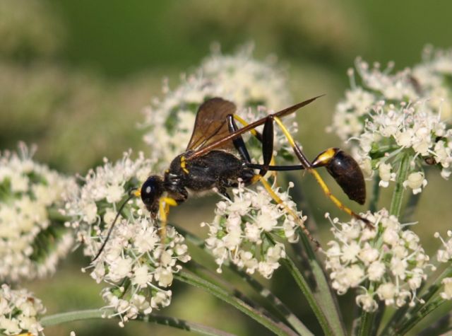 Sceliphron caementarium - Sphecidae