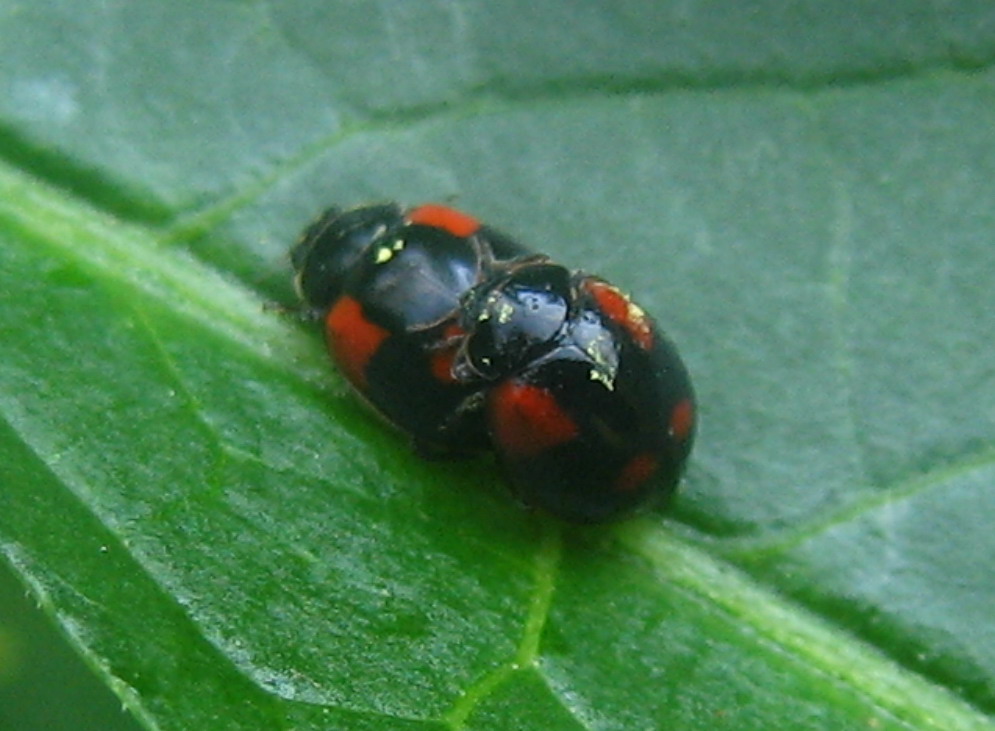 Coccinelle da identificare