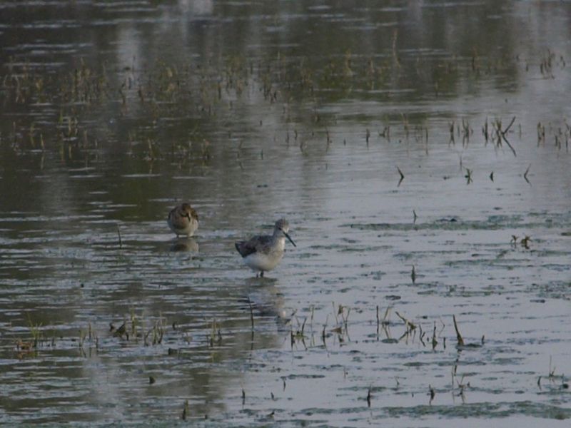 Da identificare, non mi sembra un Piro Piro