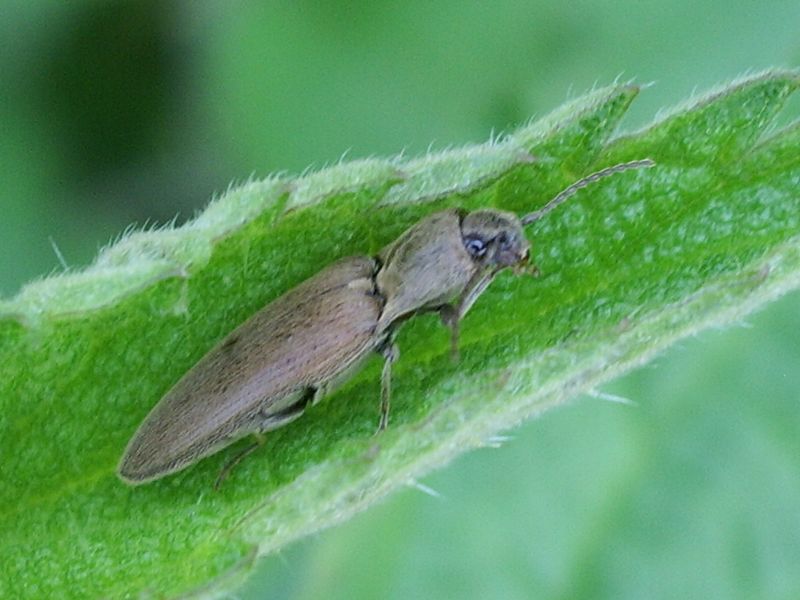 Coleottero da identificare: Synaptus filiformis