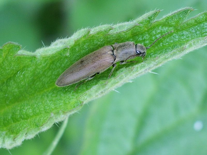 Coleottero da identificare: Synaptus filiformis