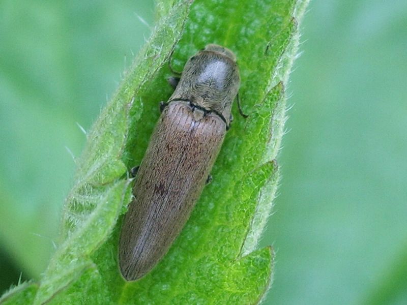 Coleottero da identificare: Synaptus filiformis