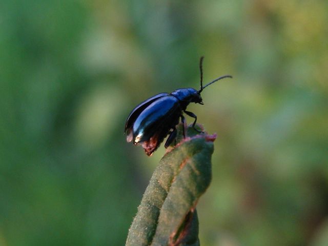 Coleotteri da determinare