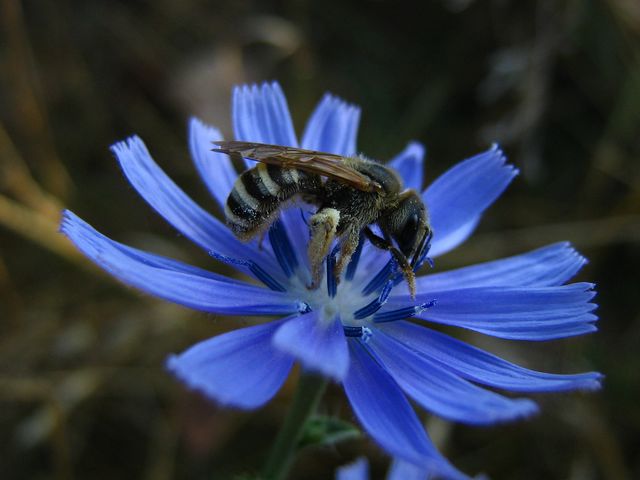 Imenotteri da IDENTIFICARE