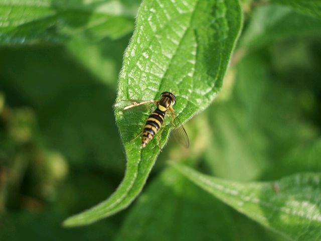 Sphaerophoria sp. (Dittero Syrphidae)