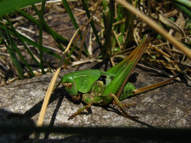 Decticus verrucivorus (ninfa)