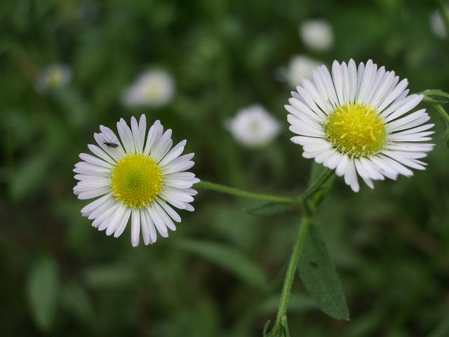 Erigeron annuus / Cspica annua