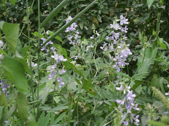 Galega officinalis / Capraggine