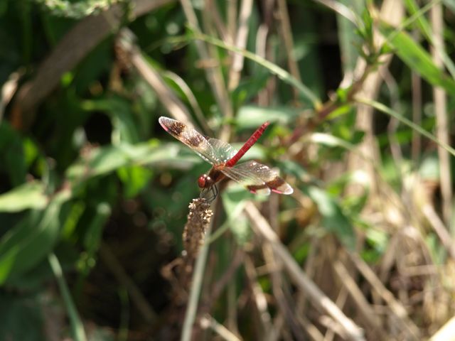 Sympetrum fonscolombei ?