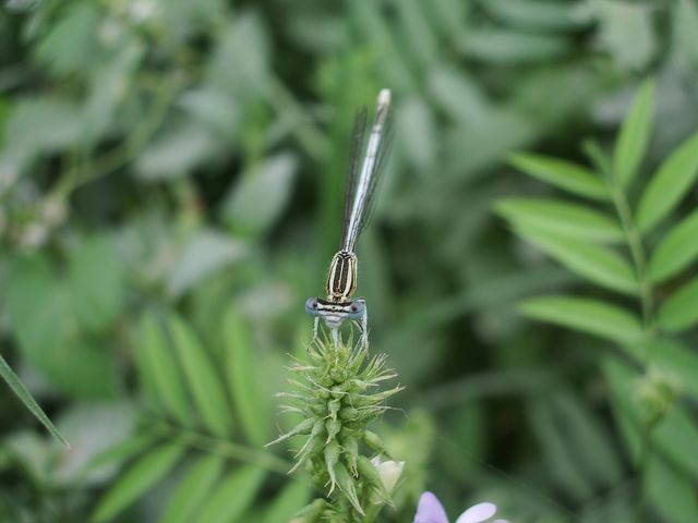 Platycnemis pennipes