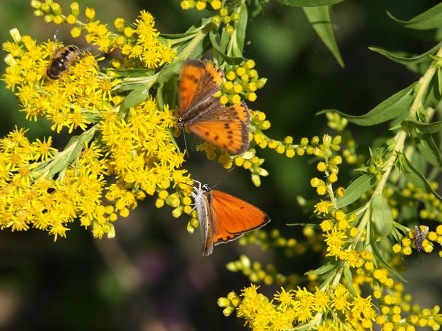 bruco di Vanessa cardui