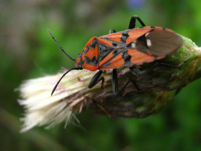Lygaeidae: Spilostethus pandurus della zona di Crema (CR)