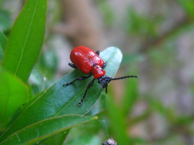 Da identificare 2: Lilioceris lilii