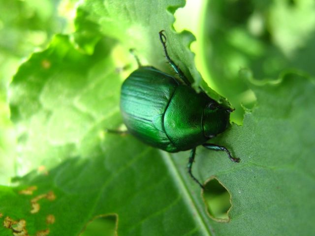 Anomala vitis ?
