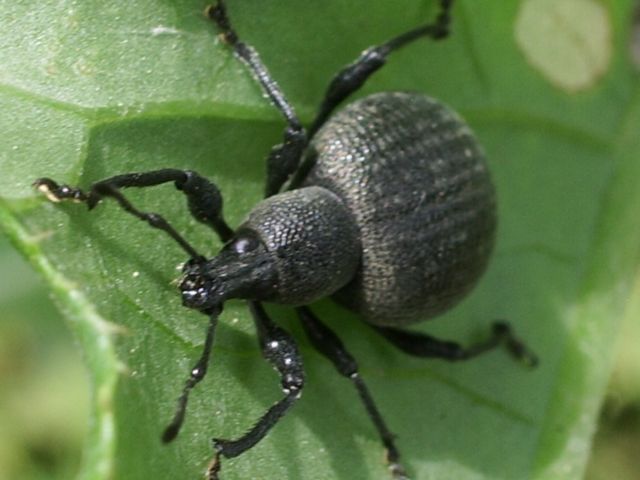 Curculionidae da identificare: Otiorhynchus...