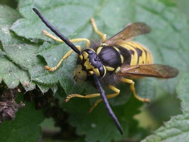 Vespula germanica (Vespidae)