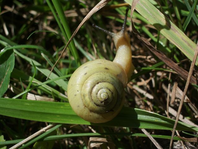 Chiocciolina  da identificare