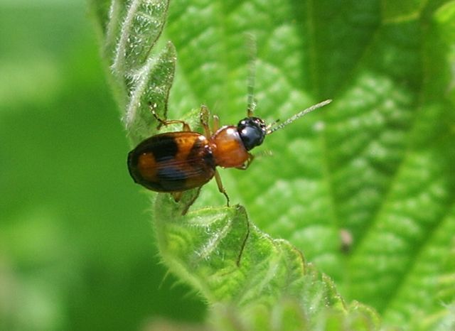 Coleottero da identificare: Badister sp. (Carabidae)