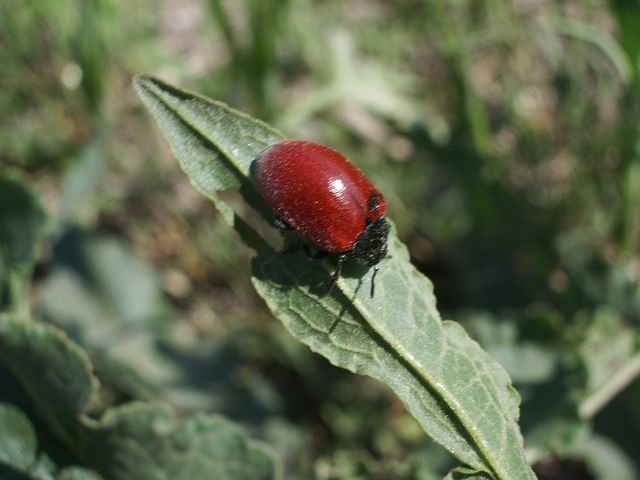 Coleottero da identificare (Chrysomela populi ?)