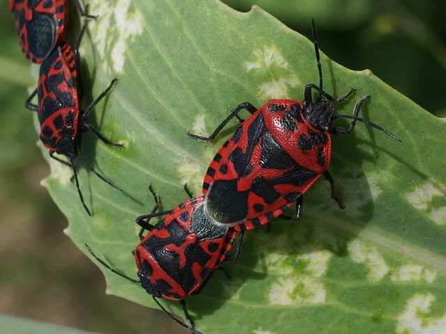 Eurydema (Rubrodorsalium) ventralis