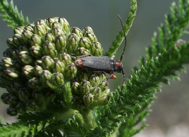 Phytoecia pustulata (Cerambycidae)
