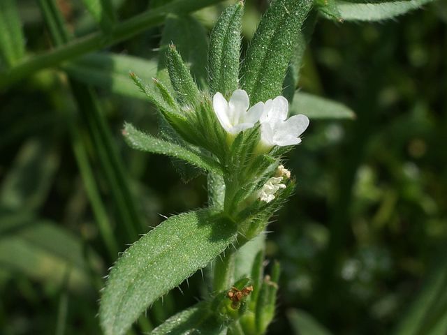 Buglossoides arvensis / Erba-perla minore