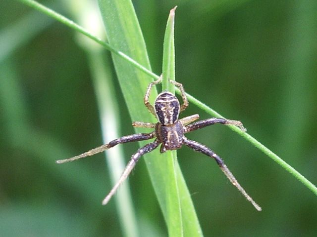 Xysticus sp.