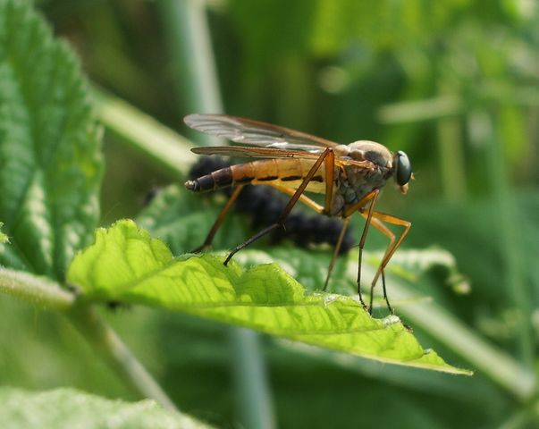 Diptero Rhagionidae.