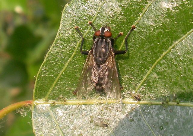 Diptero da identificare