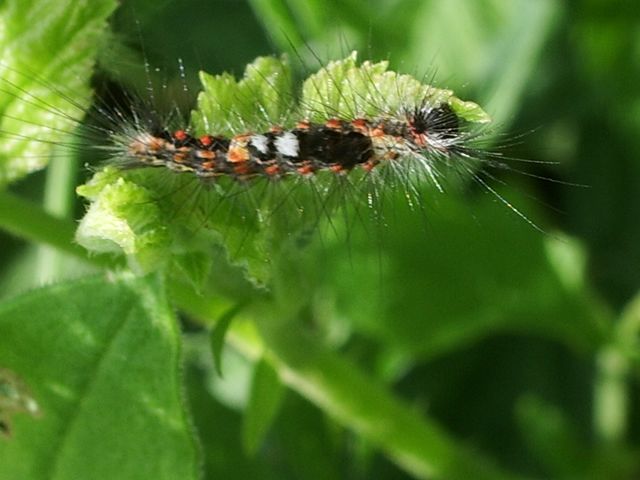 Bruco di Orgyia (Orgyia) antiqua