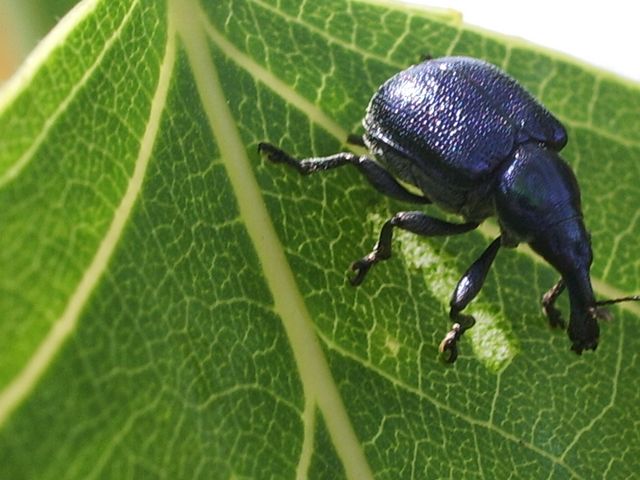 Coleottero Curculionidae  da identificare