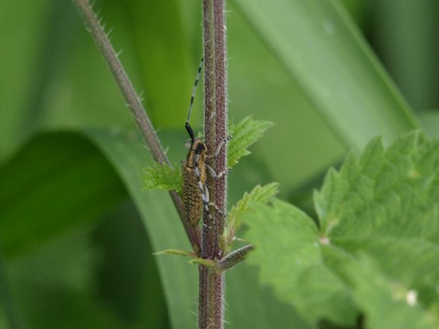 Agapanthia villosoviridescens cremonese