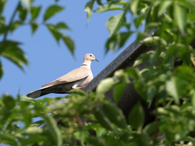 Tortora dal collare orientale Streptopelia decaocto