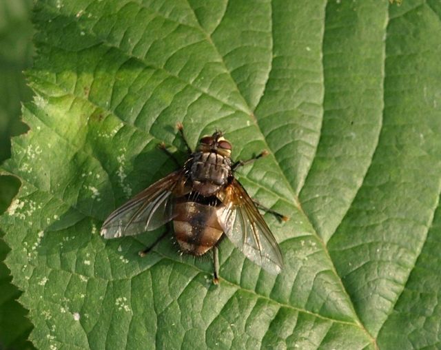 maschio di Tachinidae